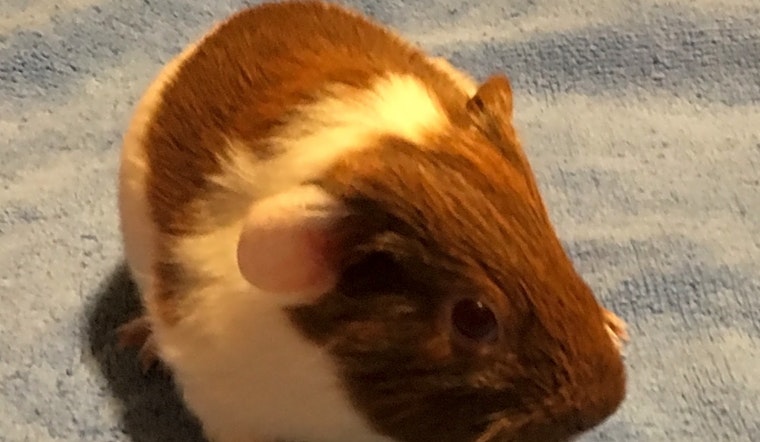 Purr-fect pets for adoption in and around Durham