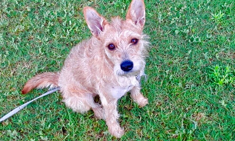 Dogs in Fort Worth looking for their fur-ever homes