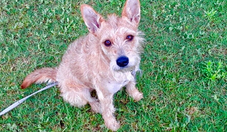 Dogs in Fort Worth looking for their fur-ever homes