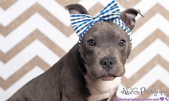 Puppies in Houston looking for their fur-ever homes