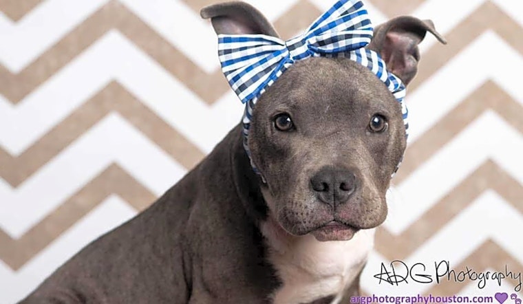 Puppies in Houston looking for their fur-ever homes