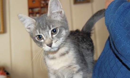 Kittens in Indianapolis looking for their fur-ever homes