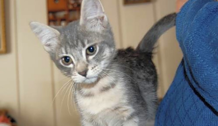 Kittens in Indianapolis looking for their fur-ever homes