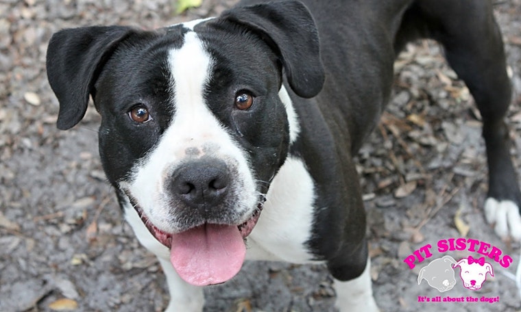 Dogs in Jacksonville looking for their fur-ever homes