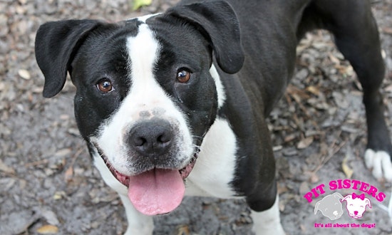Dogs in Jacksonville looking for their fur-ever homes