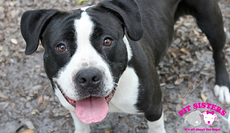 Dogs in Jacksonville looking for their fur-ever homes