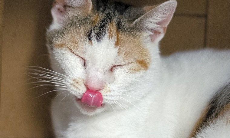 Cats in Columbus looking for their fur-ever homes