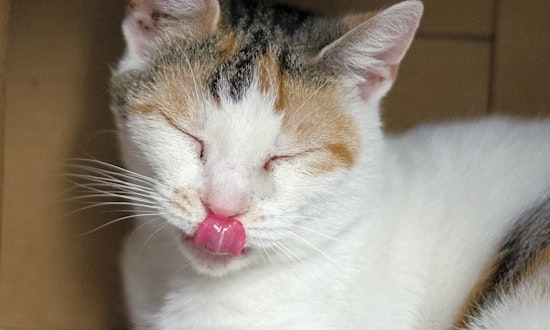 Cats in Columbus looking for their fur-ever homes