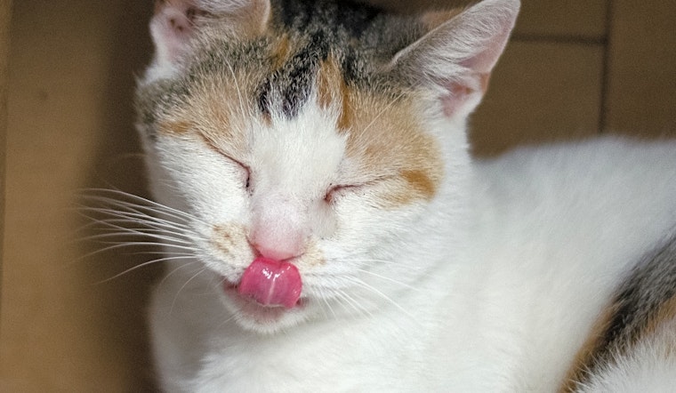 Cats in Columbus looking for their fur-ever homes