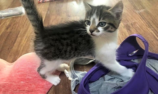 Kittens in Atlanta looking for their fur-ever homes