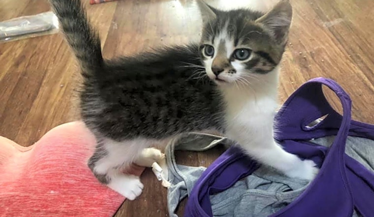 Kittens in Atlanta looking for their fur-ever homes