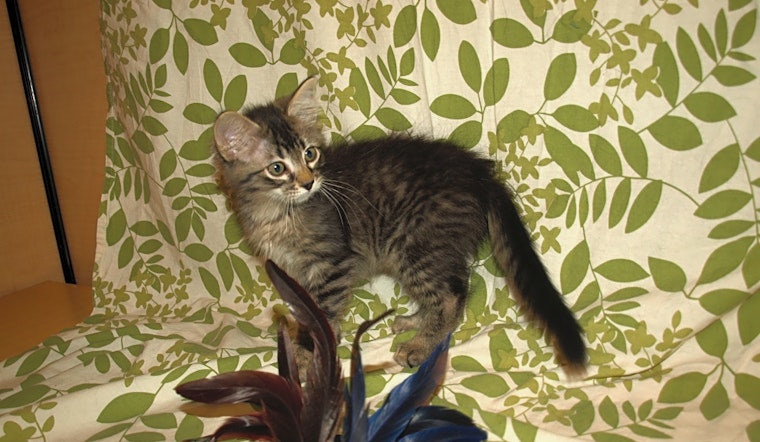Kittens in Kansas City looking for their fur-ever homes