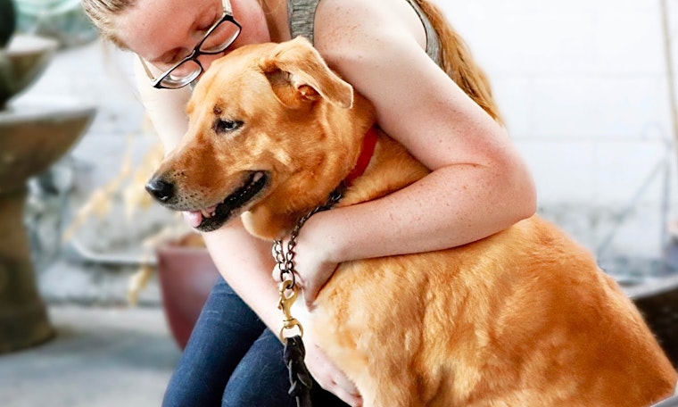 Dogs in Long Beach looking for their fur-ever homes