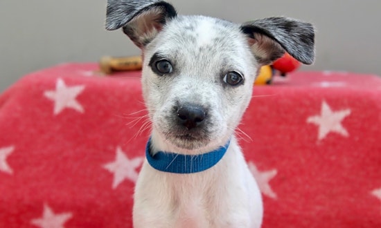Puppies in Los Angeles looking for their fur-ever homes