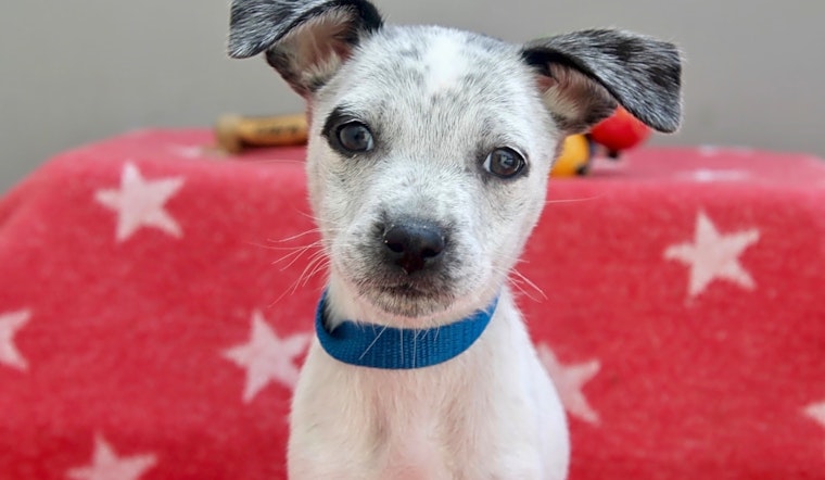 Puppies in Los Angeles looking for their fur-ever homes