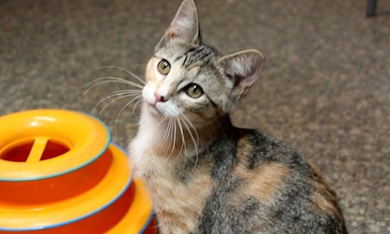Kittens in Memphis looking for their fur-ever homes