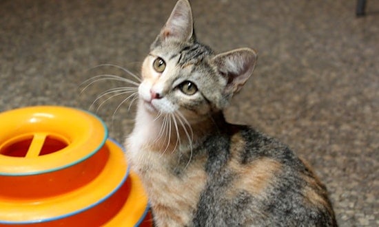 Kittens in Memphis looking for their fur-ever homes