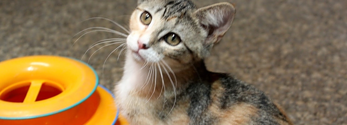Kittens in Memphis looking for their fur-ever homes