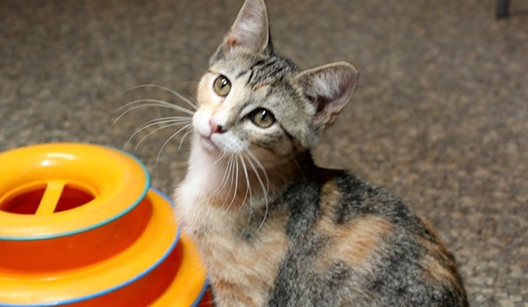 Kittens in Memphis looking for their fur-ever homes
