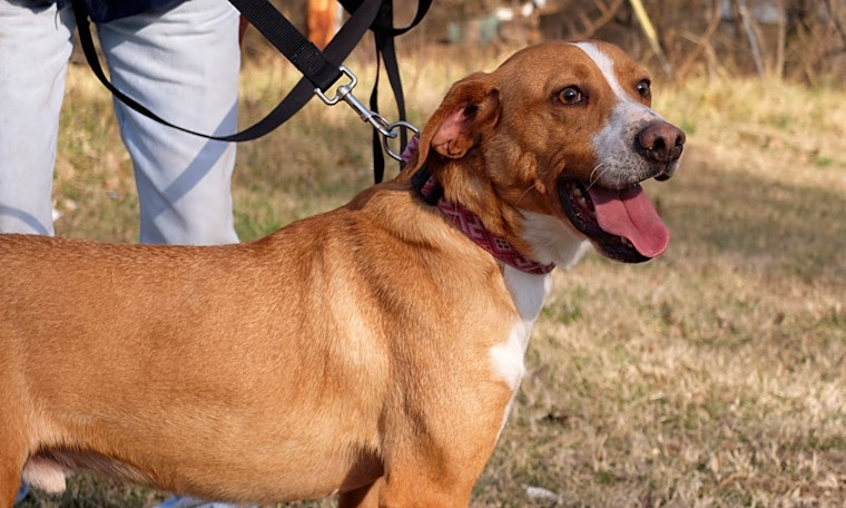 Dogs in Aurora looking for their fur-ever homes