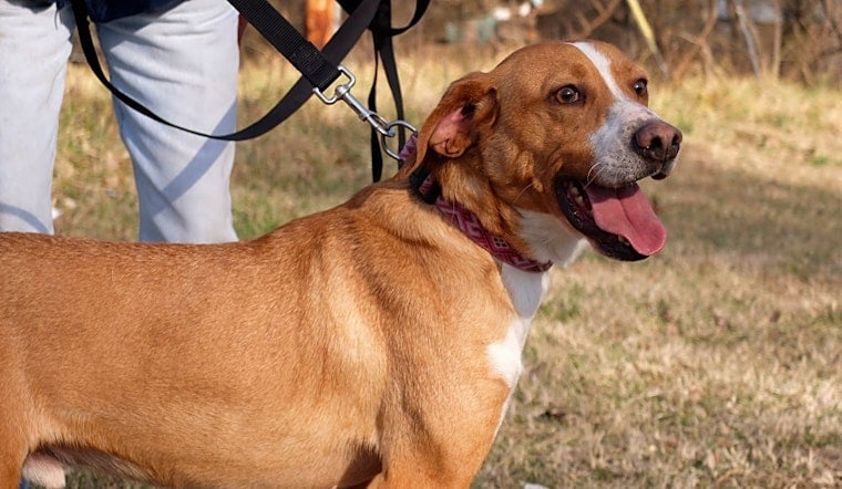 Dogs in Aurora looking for their fur-ever homes
