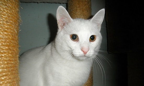 Cats in Milwaukee looking for their fur-ever homes