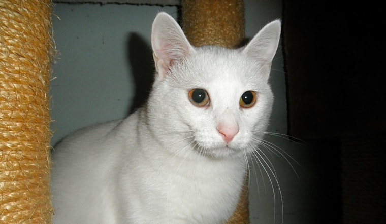Cats in Milwaukee looking for their fur-ever homes