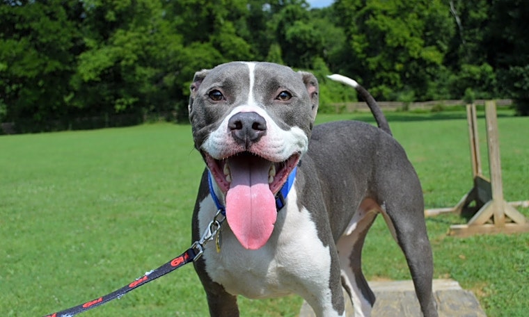 Dogs in Nashville looking for their fur-ever homes