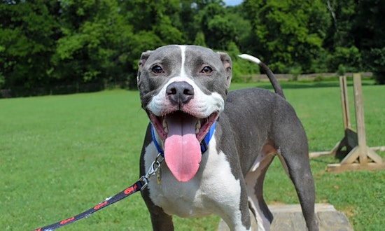 Dogs in Nashville looking for their fur-ever homes