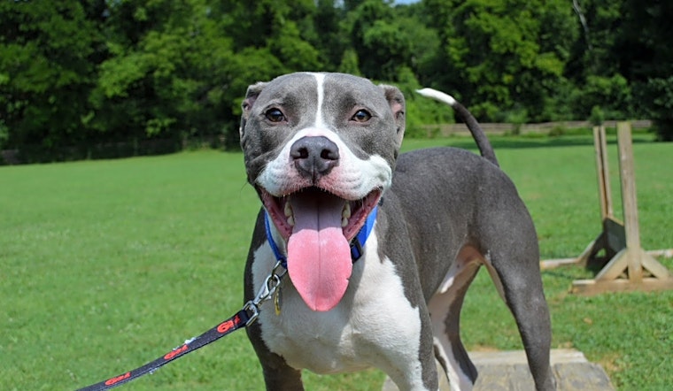 Dogs in Nashville looking for their fur-ever homes