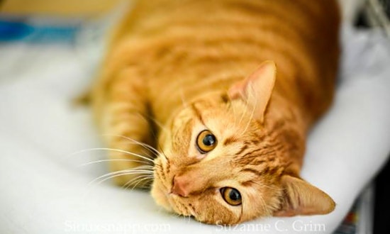 Cats in New Orleans looking for their fur-ever homes