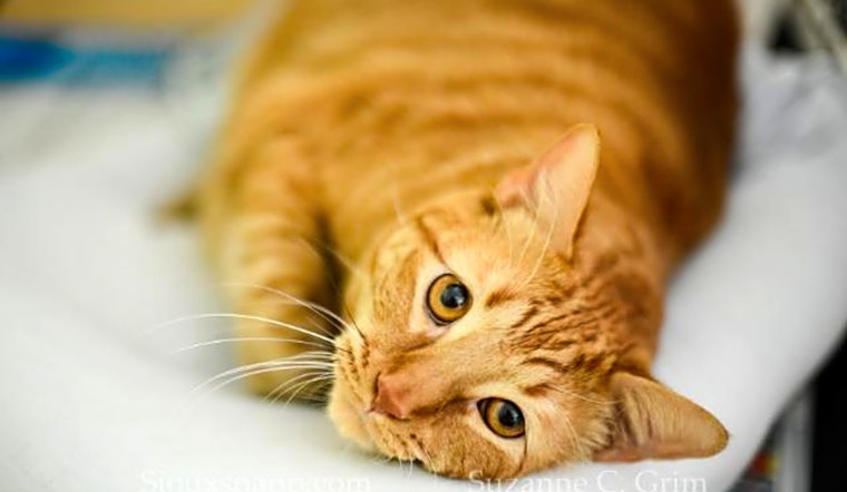 Cats in New Orleans looking for their fur-ever homes