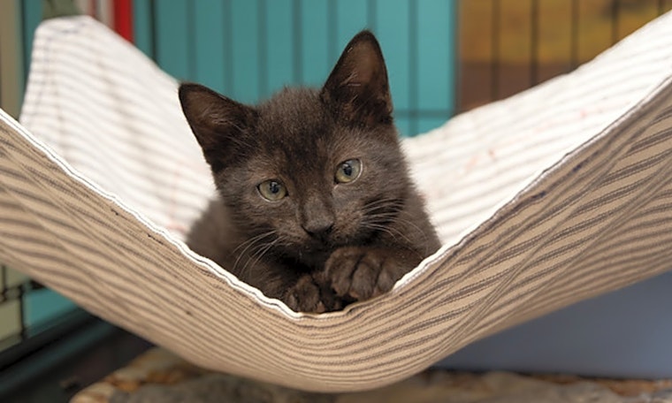 Cats in New York City looking for their fur-ever homes