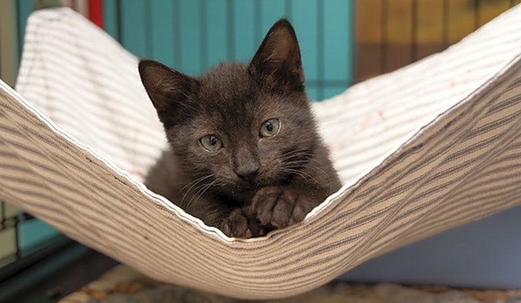 Cats in New York City looking for their fur-ever homes