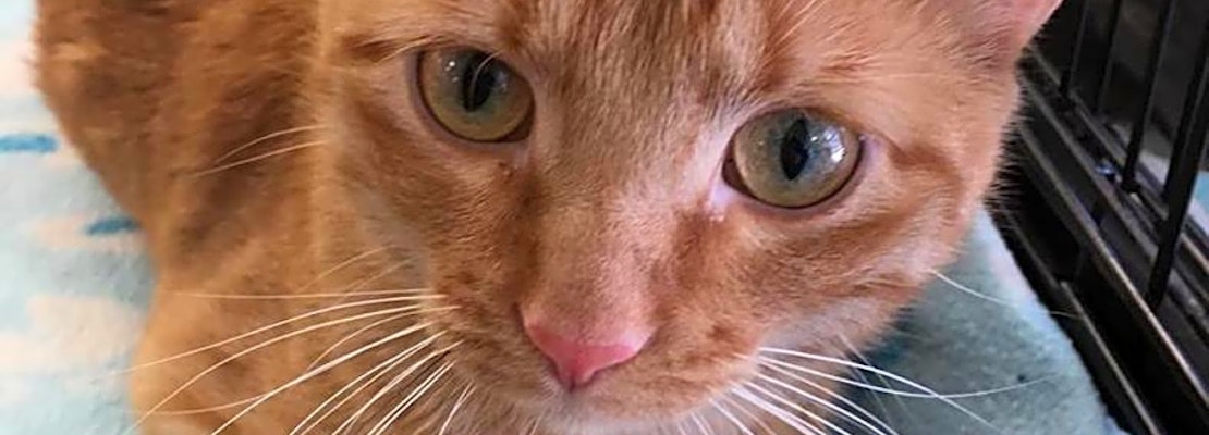 Cats in Omaha looking for their fur-ever homes