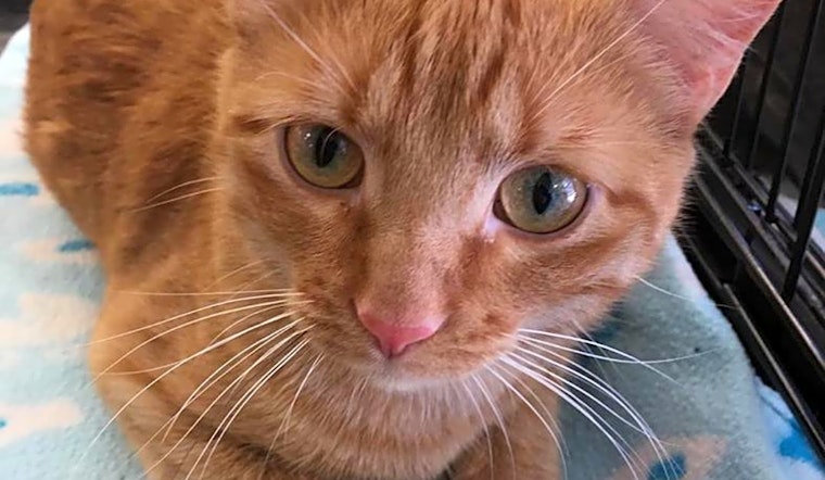 Cats in Omaha looking for their fur-ever homes
