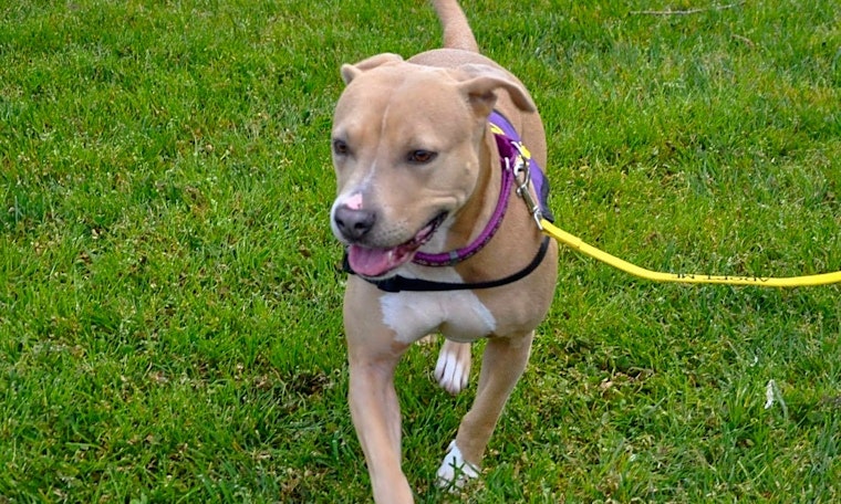 Dogs in Oakland looking for their fur-ever homes