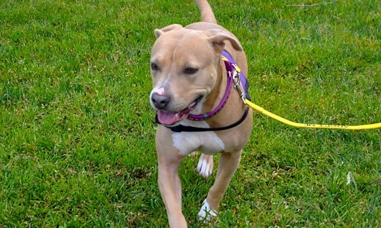 Dogs in Oakland looking for their fur-ever homes