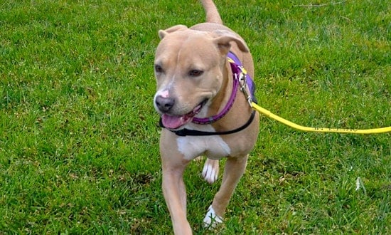 Dogs in Oakland looking for their fur-ever homes