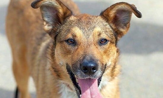 Dogs in Philadelphia looking for their fur-ever homes