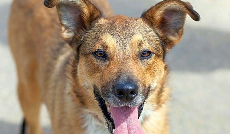 Dogs in Philadelphia looking for their fur-ever homes