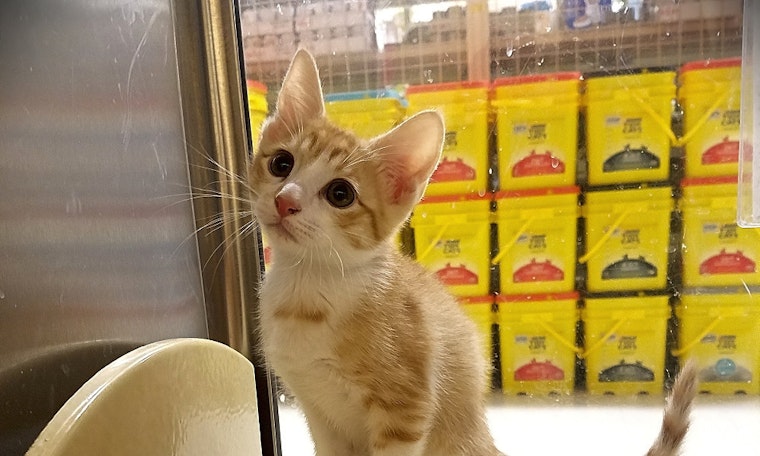 Kittens in Plano looking for their fur-ever homes