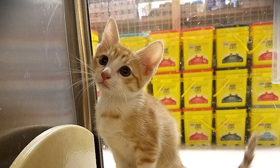 Kittens in Plano looking for their fur-ever homes