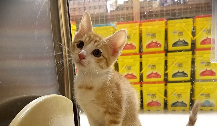 Kittens in Plano looking for their fur-ever homes