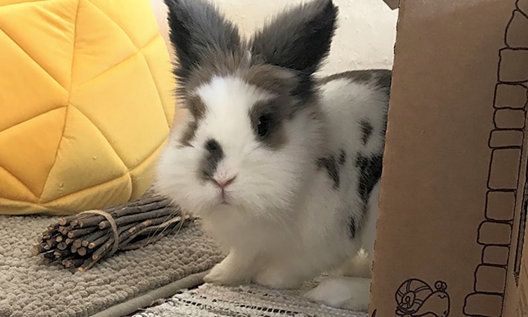 Rabbits in Pittsburgh looking for their fur-ever homes