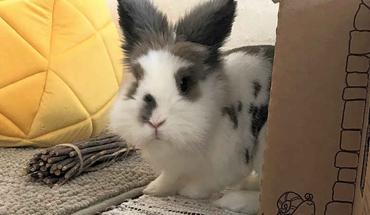 Rabbits in Pittsburgh looking for their fur-ever homes