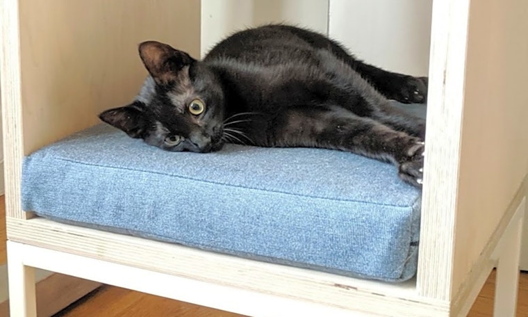 Kittens in San Francisco looking for their fur-ever homes