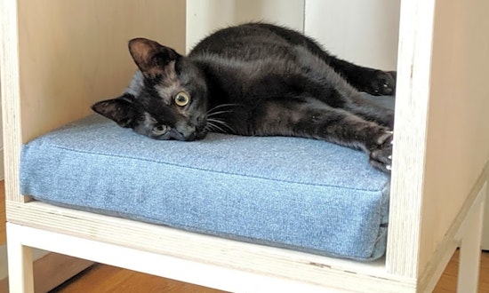Kittens in San Francisco looking for their fur-ever homes