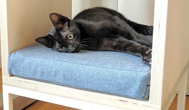 Kittens in San Francisco looking for their fur-ever homes