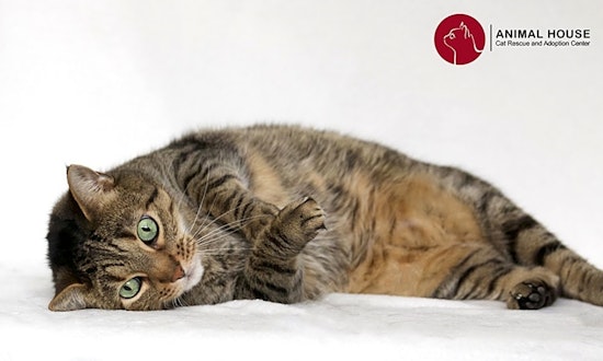 Cats in St. Louis looking for their fur-ever homes